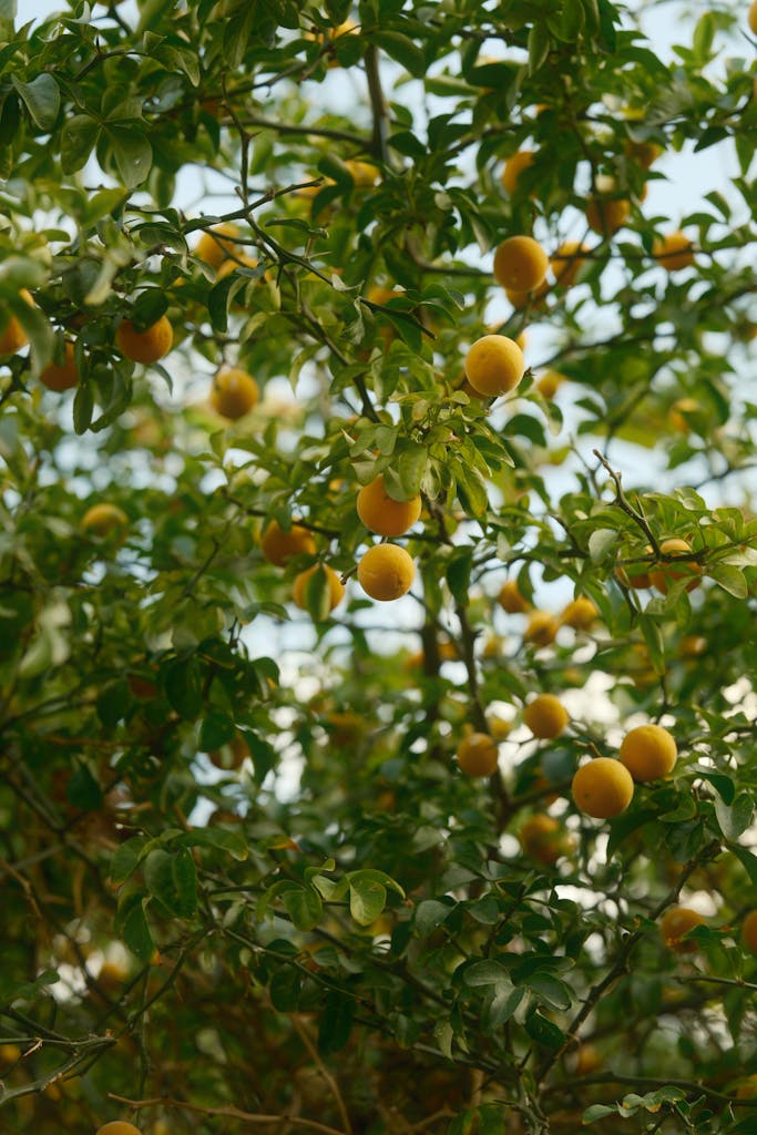 Vibrant orange tree filled with ripe fruits during the summer season.