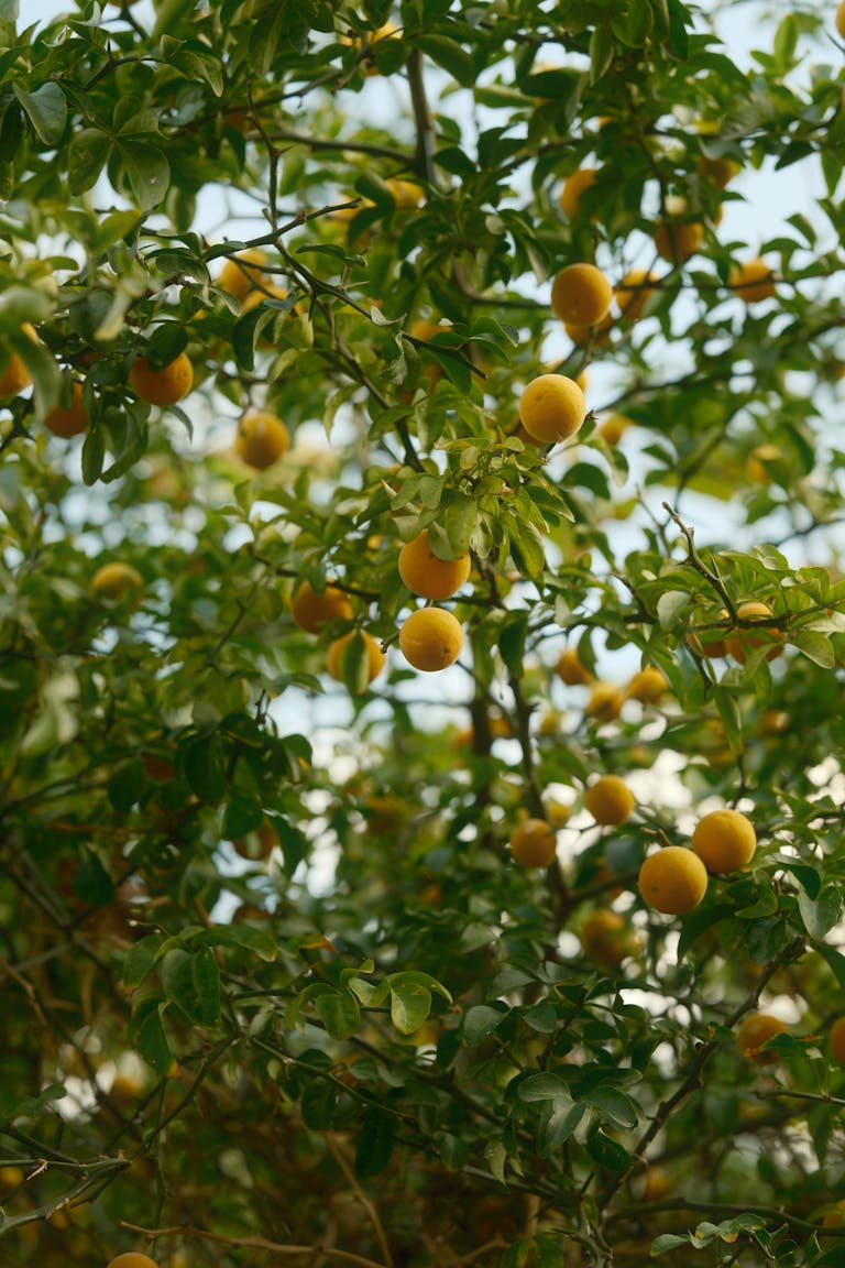 Vibrant orange tree filled with ripe fruits during the summer season.