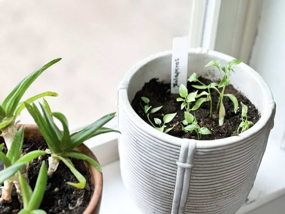 Plants in windowsill